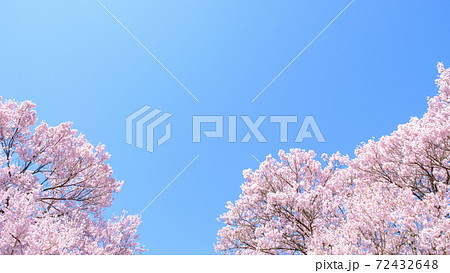 満開の桜と青空(長野県・大草城址公園にて) 満開の桜と青空(長野県・大草城址公園にて) 72432648
