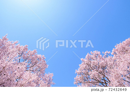 満開の桜と青空（長野県・大草城址公園にて） 72432649