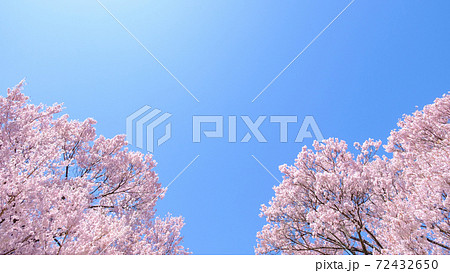 満開の桜と青空(長野県・大草城址公園にて) 満開の桜と青空(長野県・大草城址公園にて) 72432650