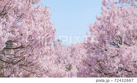 満開の桜（長野県・大草城址公園にて） 72432667
