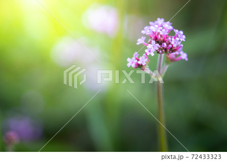 The background image of the colorful flowers The background image of the colorful flowers 72433323