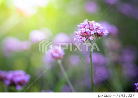 The background image of the colorful flowers The background image of the colorful flowers 72433327