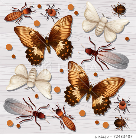 Set of different insects on white wooden wallpaper background 72433407