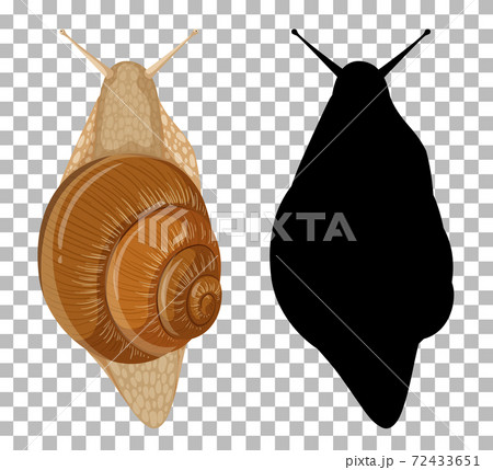 Snail with its silhouette on transparent background Snail with its silhouette on transparent background 72433651