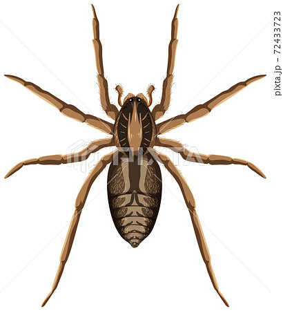 Wolf spider isolated on white background Wolf spider isolated on white background 72433723