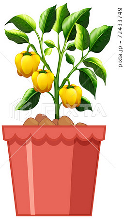 Yellow sweet pepper plant in red pot isolated on white background Yellow sweet pepper plant in red pot isolated on white background 72433749