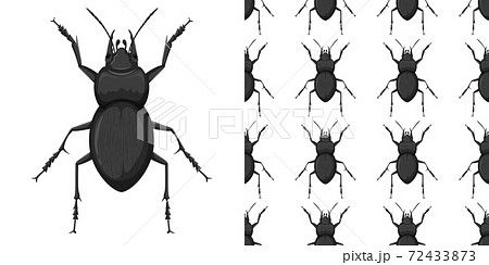 Carabidae isolated on white background and Carabidae seamless Carabidae isolated on white background and Carabidae seamless 72433873