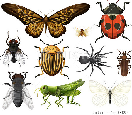 Different insects collection isolated on white background 72433895