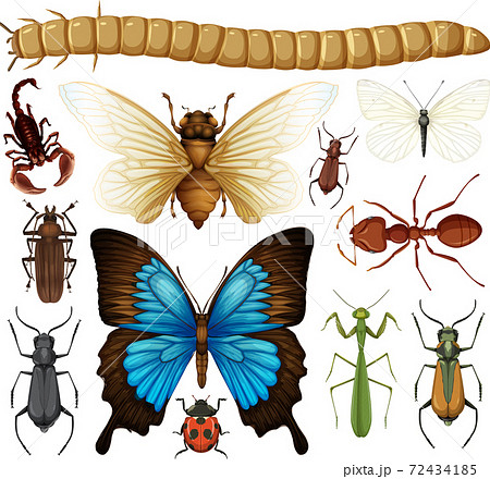 Different insects collection isolated on white background 72434185