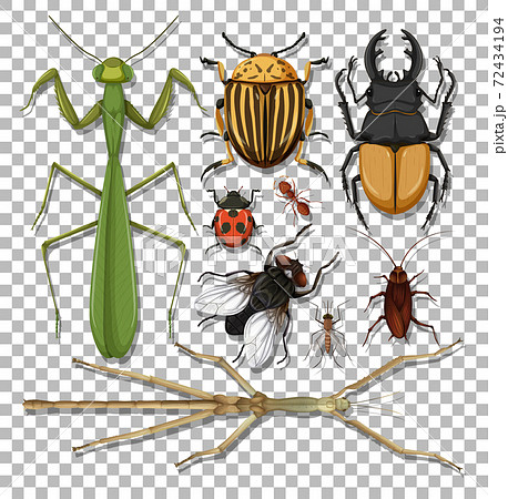 Set of different insects on transparent background Set of different insects on transparent background 72434194