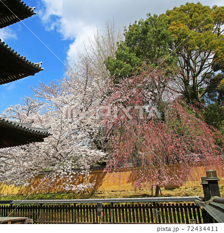 桜　奈良公園 72434411