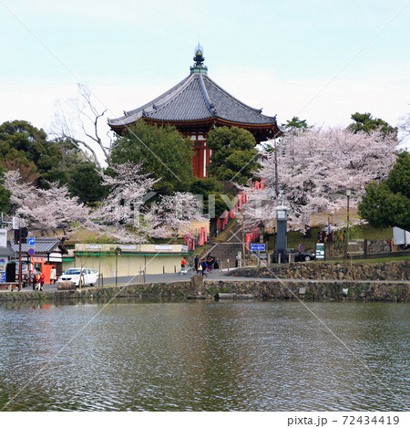 桜 奈良公園 桜 奈良公園 72434419