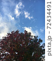秋の木と空 72434491