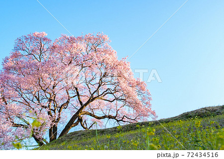 夜明けの桜（上の平の一本桜） 72434516
