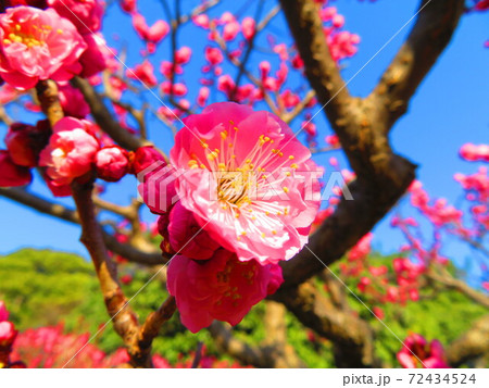 快晴の日に満開になる梅の花 快晴の日に満開になる梅の花 72434524