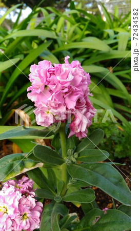 晩秋から正月の房総の代表花ストックの桃色色の花  72434582