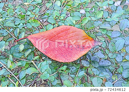 紅葉し落ち葉の「染井吉野の一葉」色鉛筆画風 紅葉し落ち葉の「染井吉野の一葉」色鉛筆画風 72434612