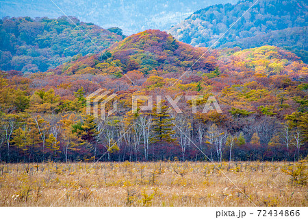 日光　国道120号沿い　戦場ヶ原　紅葉景色　秋景色　　 72434866