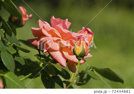 薔薇園にピンク色のバラが咲いています。このバラの名前はルーピングです。 72434881