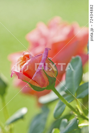 薔薇園にピンク色のバラが咲いています。このバラの名前はルーピングです。 72434882