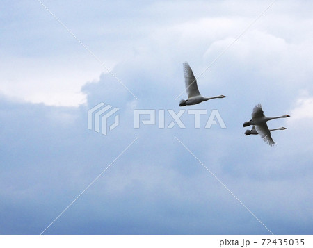 冬の大空を飛ぶ白鳥たち 72435035