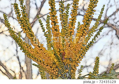 朝日を浴びて生き生きと開花した黄色の花「セイヨウヒイラギナンテン」色鉛筆画風 朝日を浴びて生き生きと開花した黄色の花「セイヨウヒイラギナンテン」色鉛筆画風 72435129