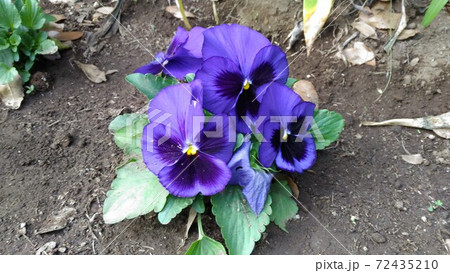 こじま花の会花畑の紫色と濃い紫色のビオラの写真素材