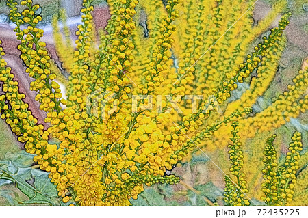 朝日を浴びて生き生きと開花した黄色の花「セイヨウヒイラギナンテン」色鉛筆画風 朝日を浴びて生き生きと開花した黄色の花「セイヨウヒイラギナンテン」色鉛筆画風 72435225