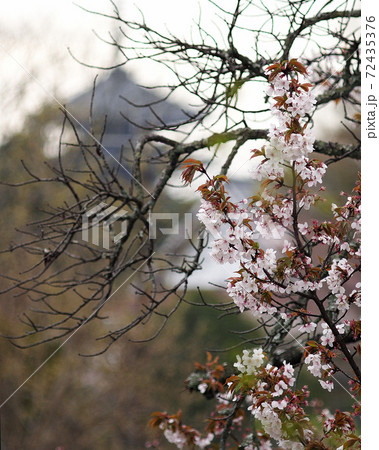 桜 奈良公園 東大寺付近 桜 奈良公園 東大寺付近 72435376