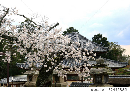 桜　奈良公園　東大寺付近 72435386