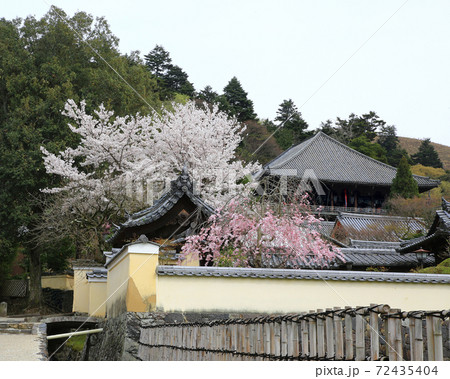 桜 奈良公園 東大寺付近の写真素材