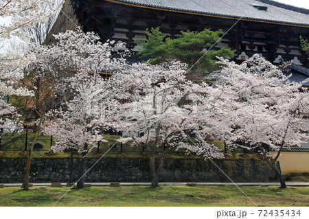 桜 奈良公園 東大寺付近 桜 奈良公園 東大寺付近 72435434