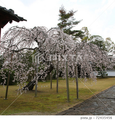 桜 奈良公園 東大寺付近 桜 奈良公園 東大寺付近 72435456