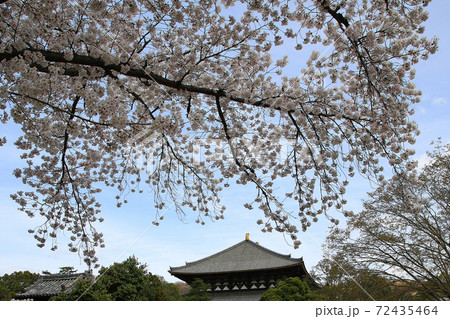 桜 奈良公園 東大寺付近 桜 奈良公園 東大寺付近 72435464