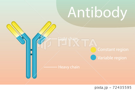 Antibody structure diagram for education 72435595