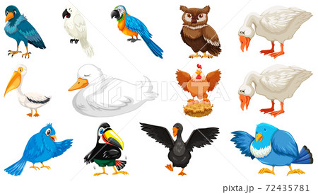 Set of diffrent birds cartoon style isolated on white background 72435781