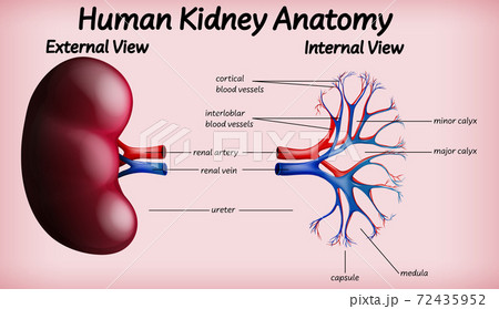 Medical human kidney anatomy 72435952