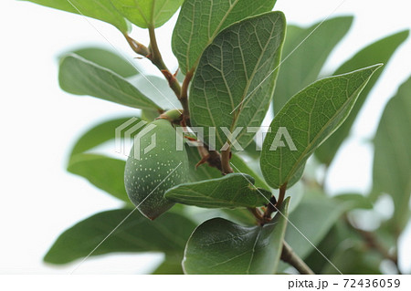 自然　植物　オオイタビ、雄株の花嚢は楕円形。葉裏の盛り上がった葉脈は特徴の一つ 72436059