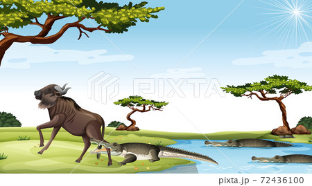 Wildebeest eatedn by crocodile in Savanna Wildebeest eatedn by crocodile in Savanna 72436100