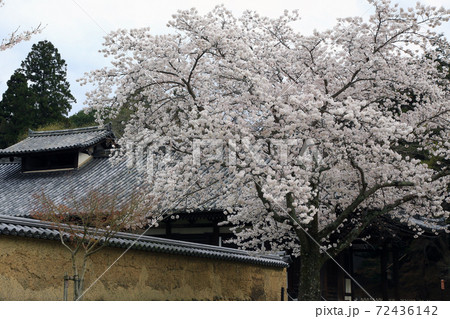 桜 奈良公園 東大寺付近 桜 奈良公園 東大寺付近 72436142