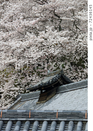 桜 奈良公園 東大寺付近 桜 奈良公園 東大寺付近 72436145