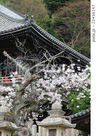 桜 奈良公園 東大寺付近 桜 奈良公園 東大寺付近 72436147