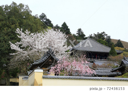 桜　奈良公園　東大寺付近 72436153
