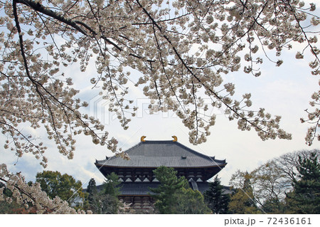桜　奈良公園　東大寺付近 72436161