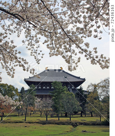桜　奈良公園　東大寺付近 72436163