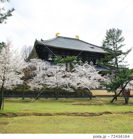 桜 奈良公園 東大寺付近 桜 奈良公園 東大寺付近 72436164