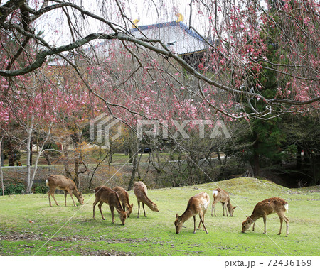 桜　奈良公園　東大寺付近 72436169