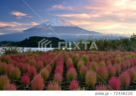 富士山と秋のコキア 72436220