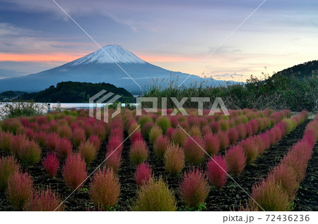 富士山と秋のコキア 72436236