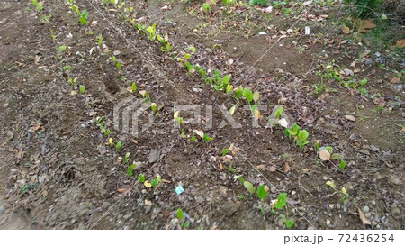沢山畑に植えられたナバナの苗 沢山畑に植えられたナバナの苗 72436254